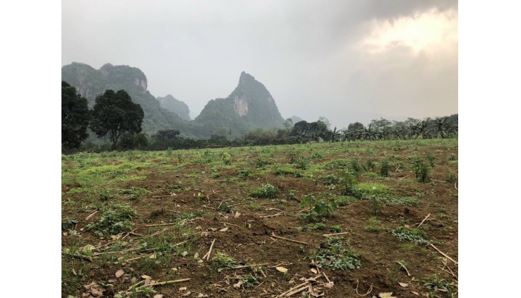 Chủ cần bán mảnh đất trong Khu phân lô dt 3708m2 200m thổ MT khoảng 100m đường to Liên Sơn Lương Sơn Hòa Bình